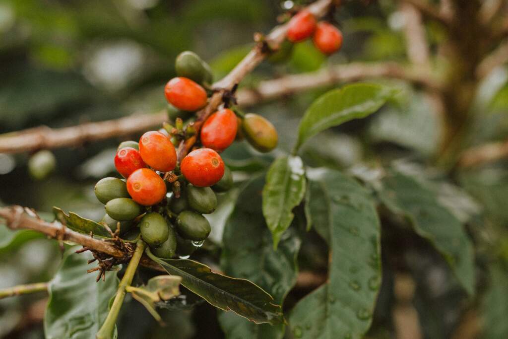 coffee varieties