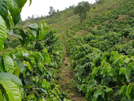 Coffee Analysis: Honduras Micro Lot Pacamara Coffee