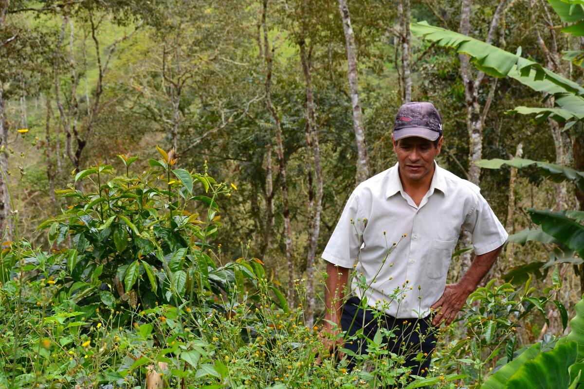 Origin Report: Peruvian Coffee from Sol y Cafe