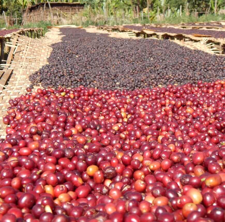 Ethiopia Natural Sidamo Grade 4 Guji (GP) | Royal New York