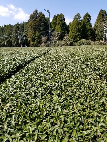 Tea fields in Kagoshima