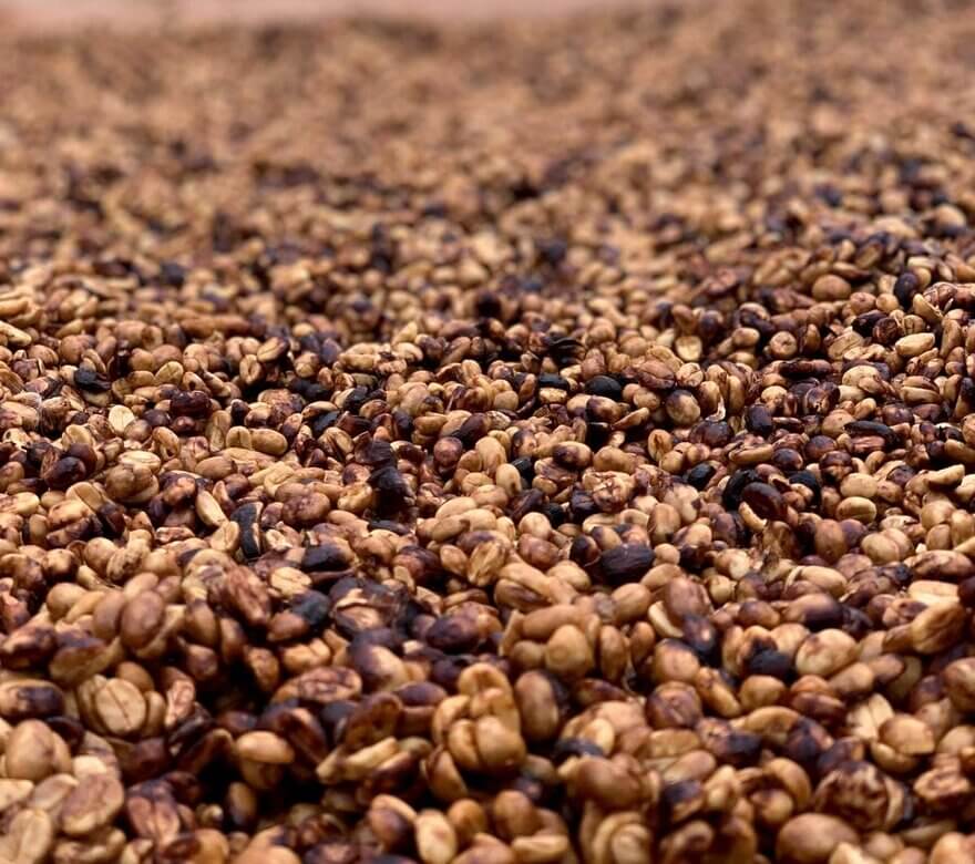 Post-Harvest Coffee Processing: Pulped-Natural and Honey