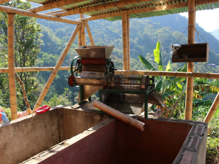 Washed Process Coffee
