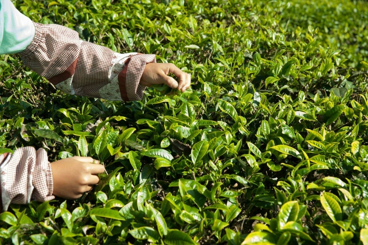 Tea Processing: Black Tea