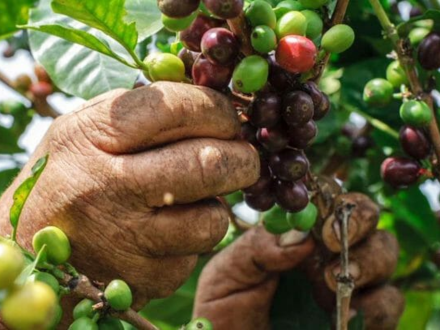 Pergamino Micro Lots from Nariño