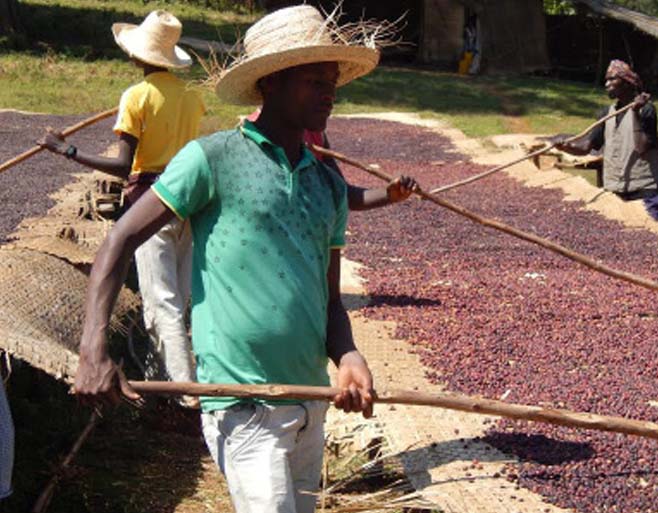 coffee producers with specialty coffee cherries drying on raised beds in Ethiopia