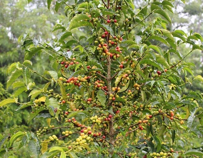 specialty coffee tree on a farm in Ethiopia