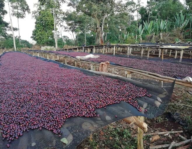specialty coffee cherries drying on raised beds in Ethiopia