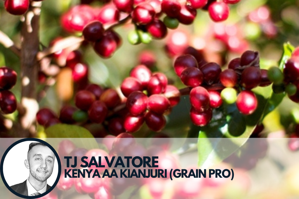 specialty coffee cherries from Kenya AA Kianjuri