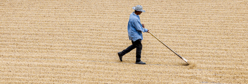 specialty coffee farmer raking washed coffee drying in sun