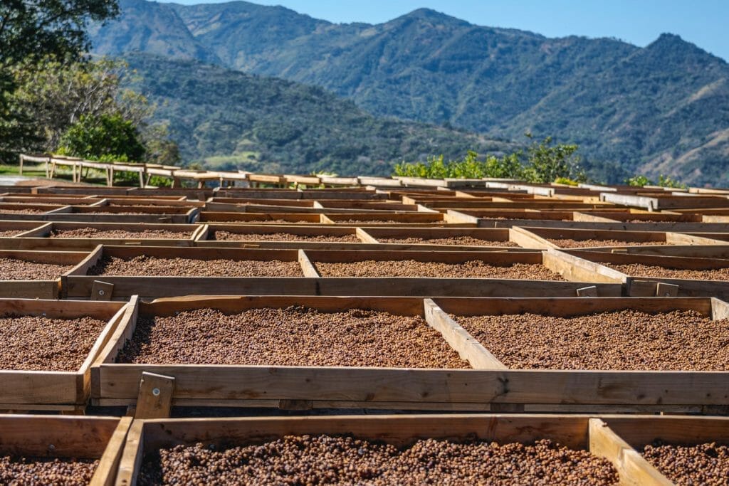 honey processed coffee drying on raised beds in Costa Rica