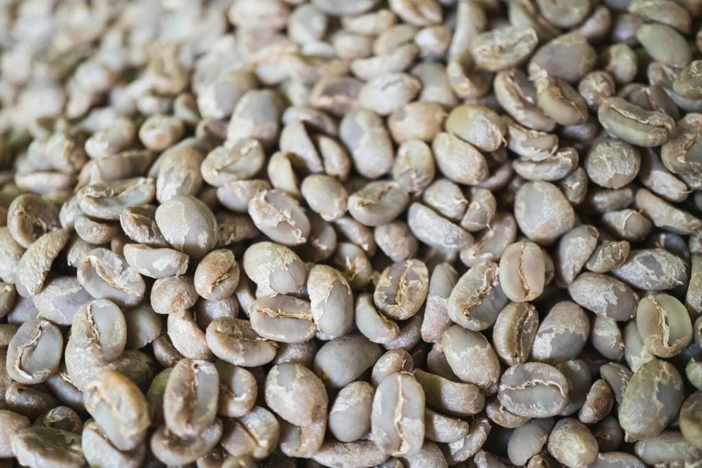 close up of wet hulled green coffee beans