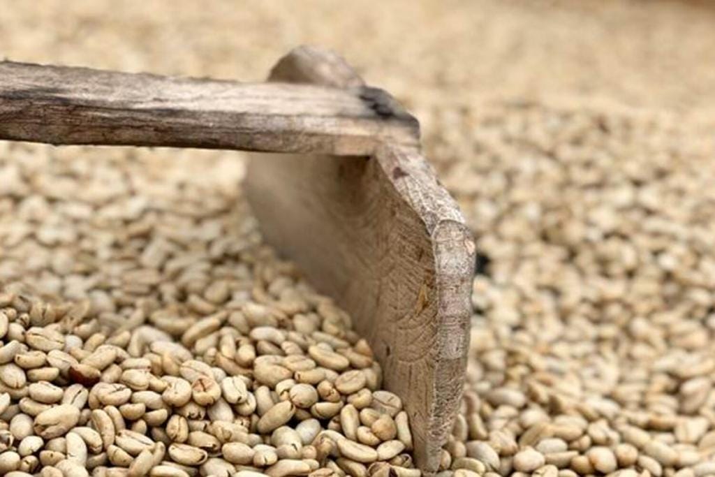 washed coffee beans drying in Honduras