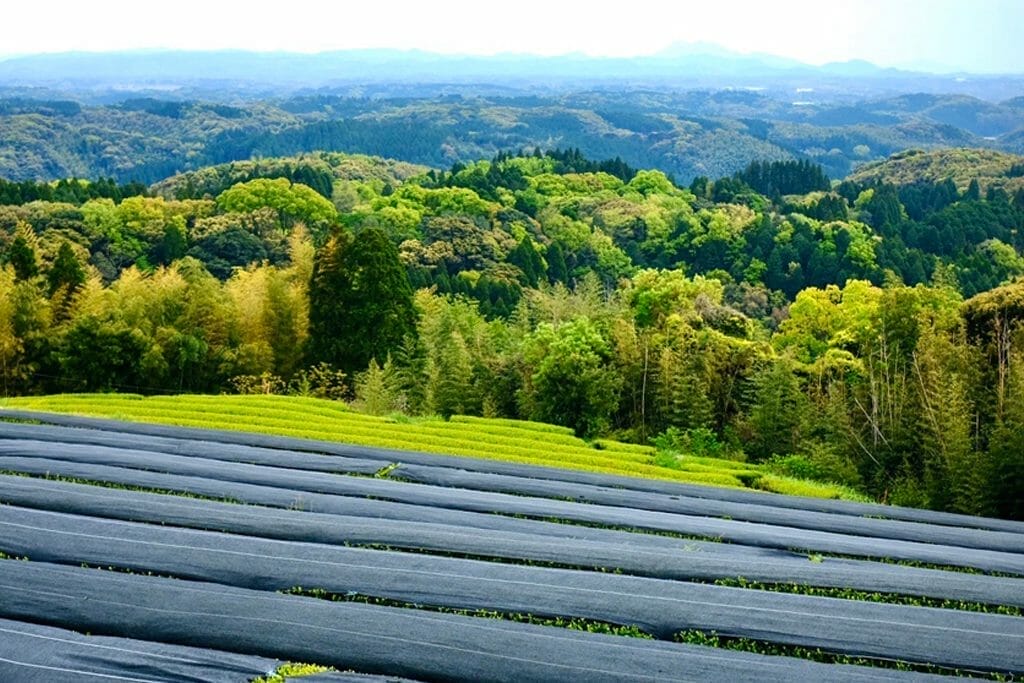 Matcha tea fields covered in cloth to protect the tea from direct sunlight