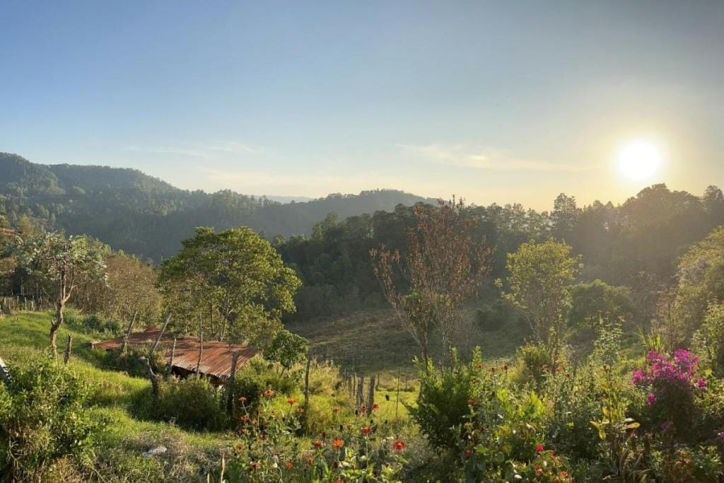 Landscape view of a COMSA specialty coffee farm in Honduras