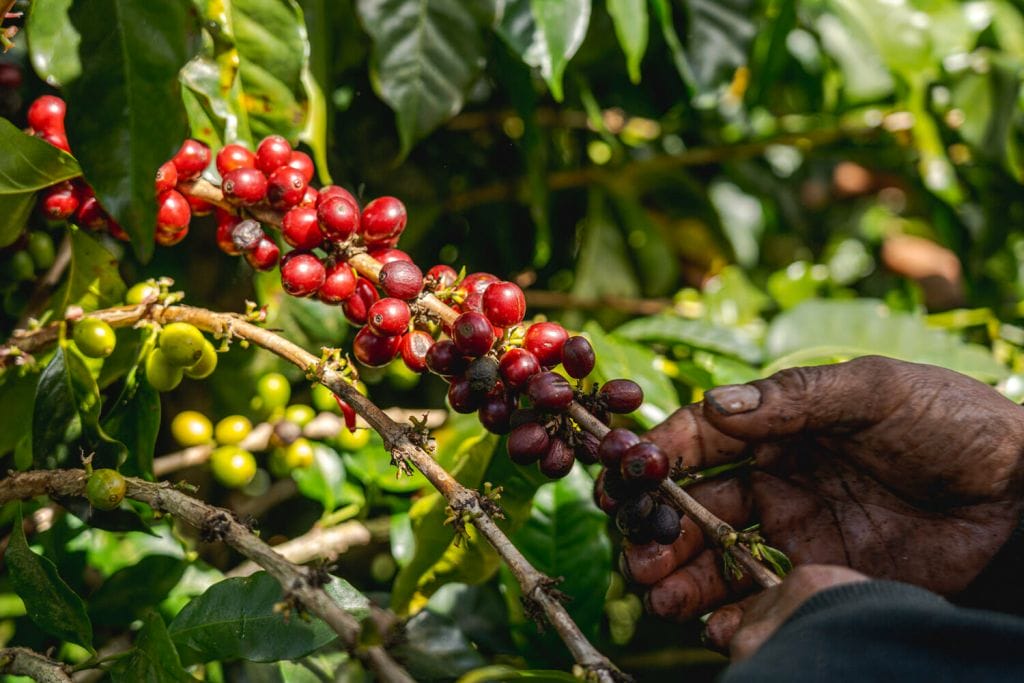 specialty coffee picker picking cherries in Costa Rica