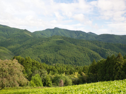 Sourcing Our New Ceremonial Grade Matcha