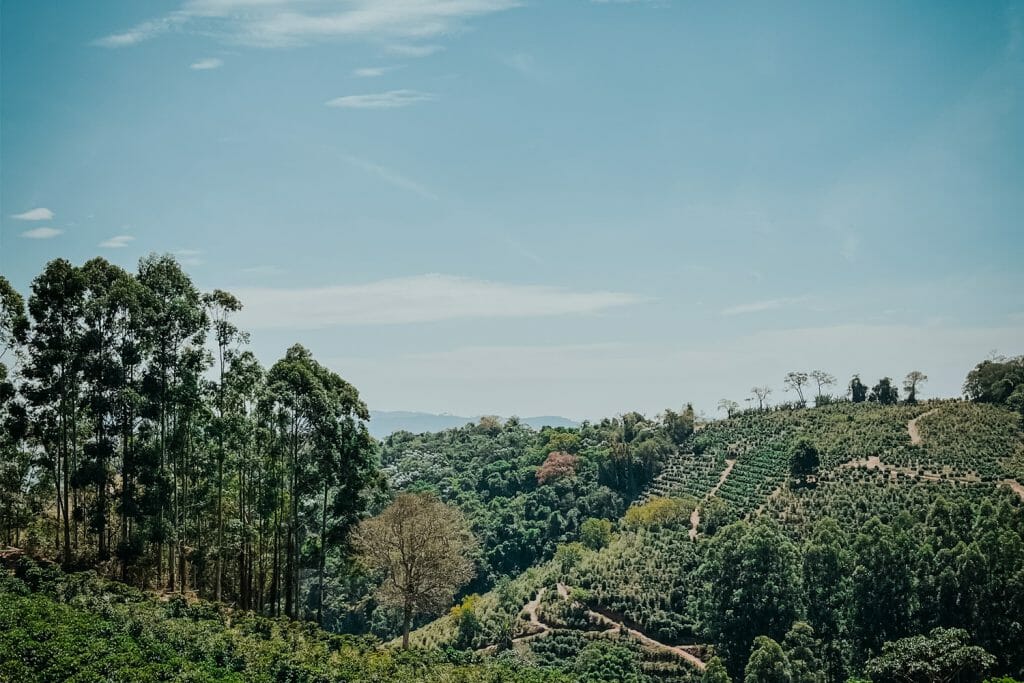Legender specialty coffee farm in Brazil