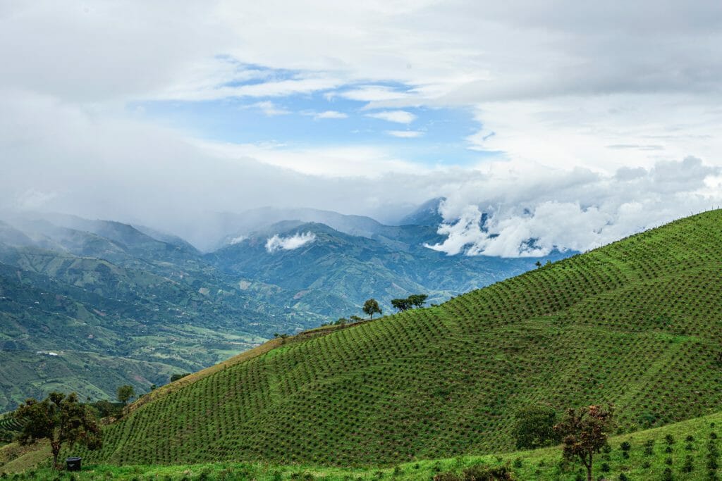 A specialty coffee farm in Huila Colombia