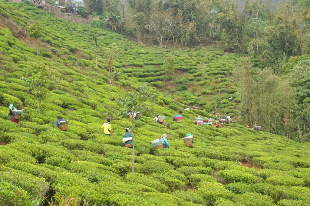 Specialty tea pickers at Orange Valley estate