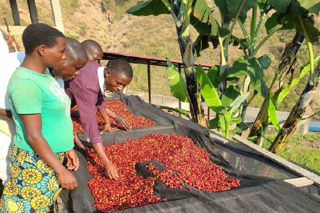 Specialty coffee producers with specialty coffee cherries in Burundi