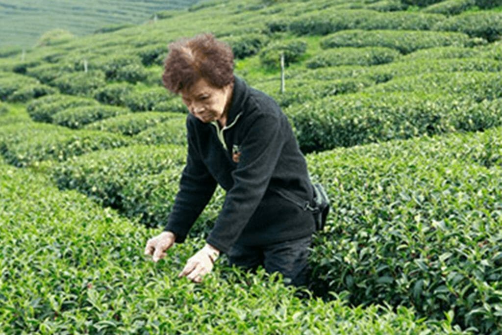 photo of tea master Fu Chen