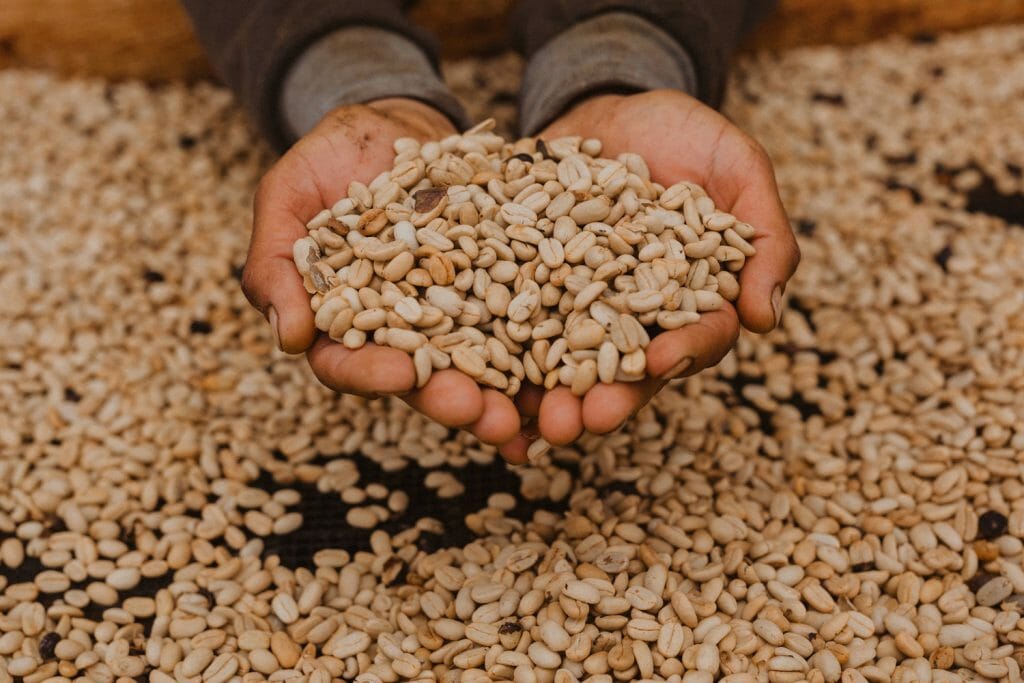 specialty coffee from Santa Barbara Estate