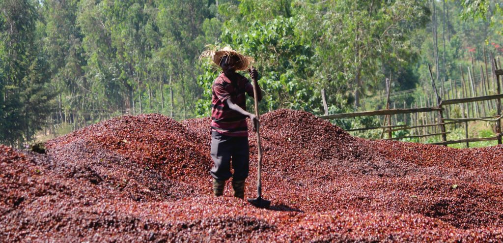 Specialty coffee producer with coffee cherries in Ethiopia