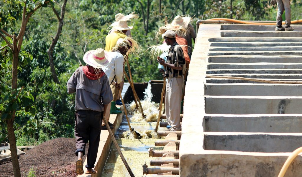 Coffee producers washing specialty coffee in Ethiopia