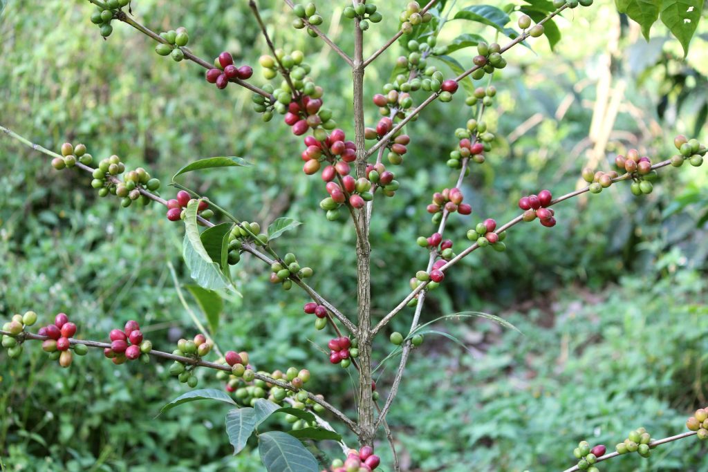 Specialty coffee tree in Ethiopia