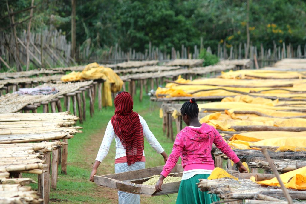 specialty coffee producers in Ethiopia