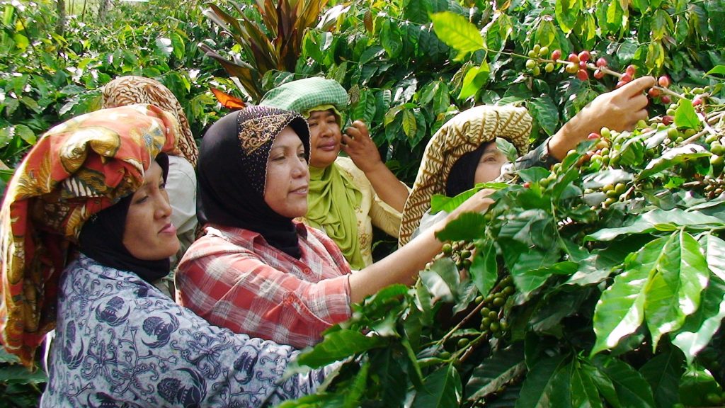 Female coffee producers in Indonesia