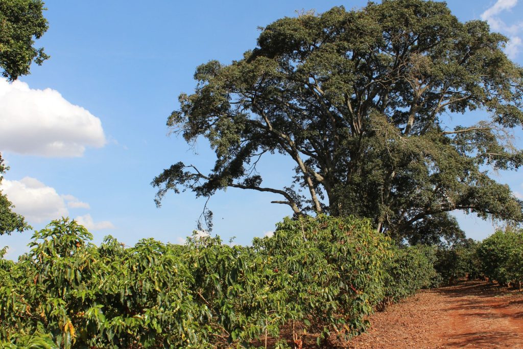 specialty coffee farm in Kenya