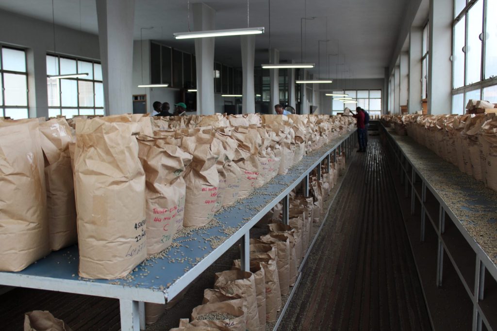 Specialty coffee samples at the Nairobi Coffee Auction