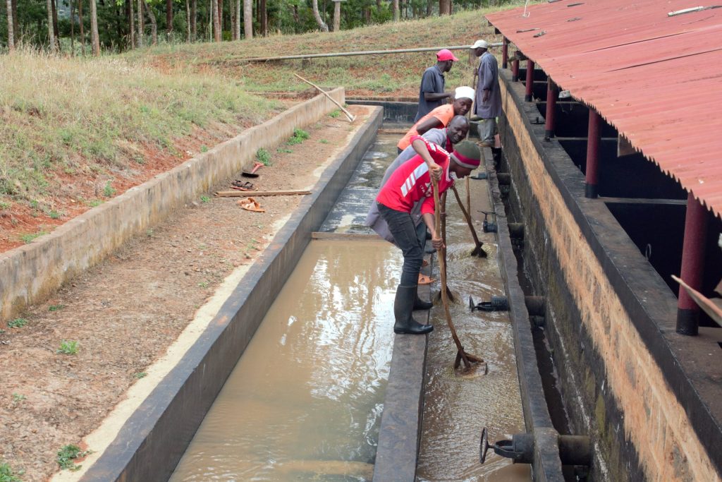 Coffee Being Raked Through Washing Channel in Kenya