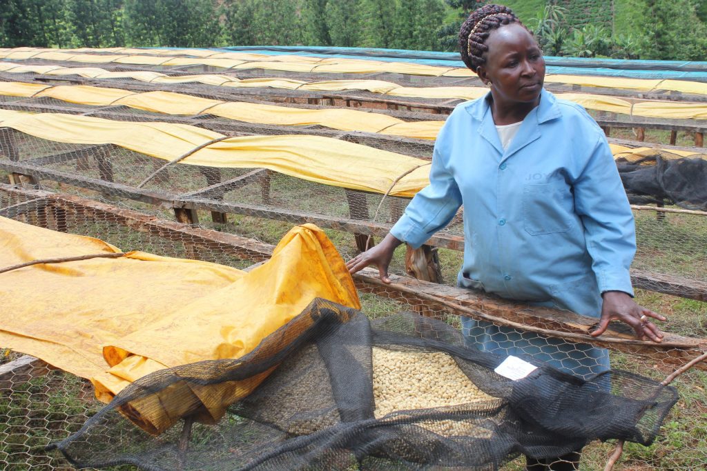 Raised Beds and Processing Station Worker in Kenya
