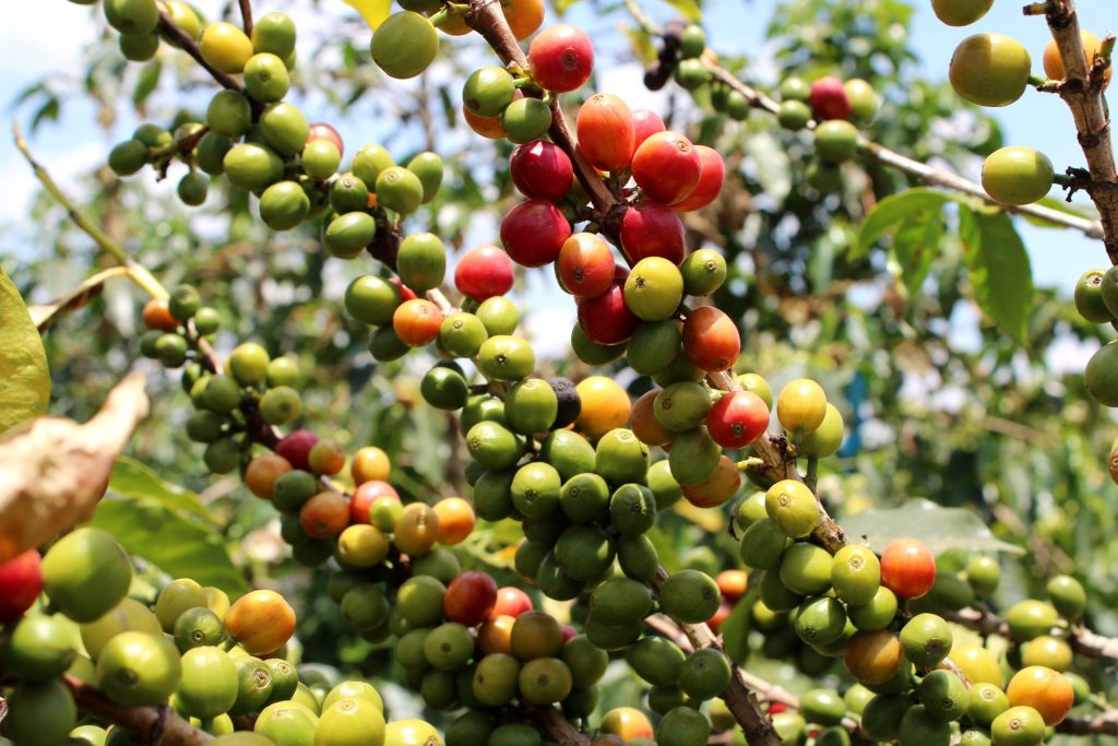 specialty coffee cherries in Kenya