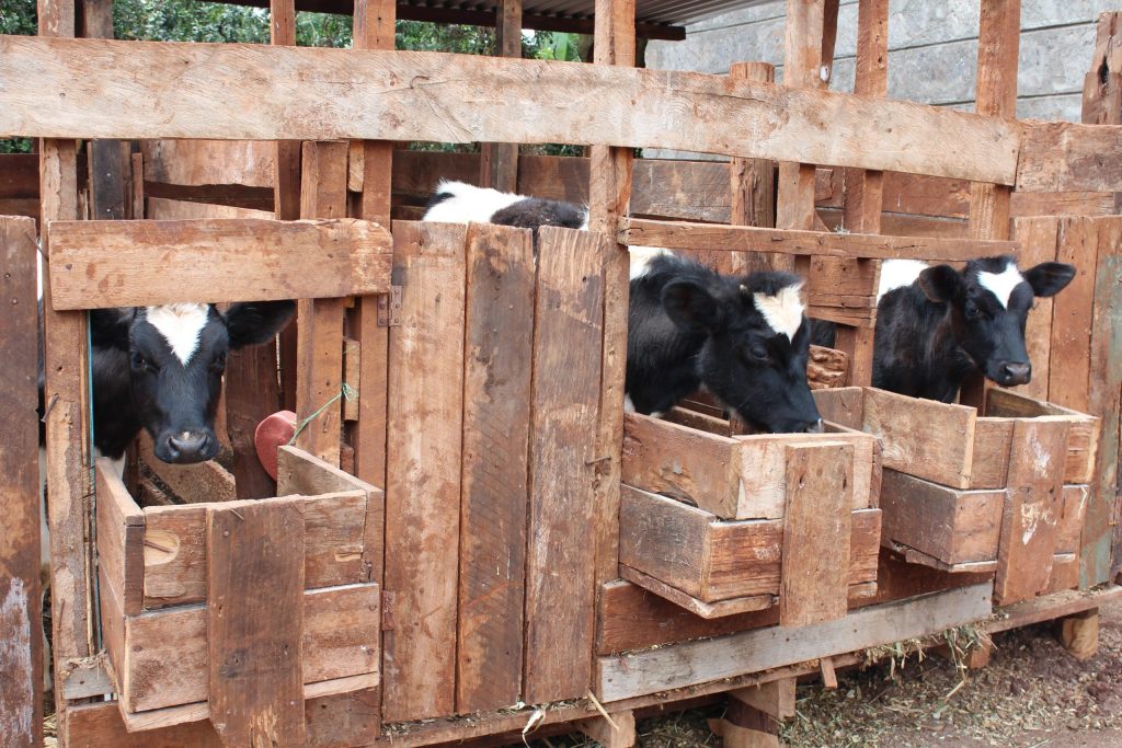 cows on a farm in Kenya