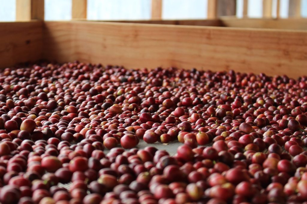 natural process specialty coffee cherries drying