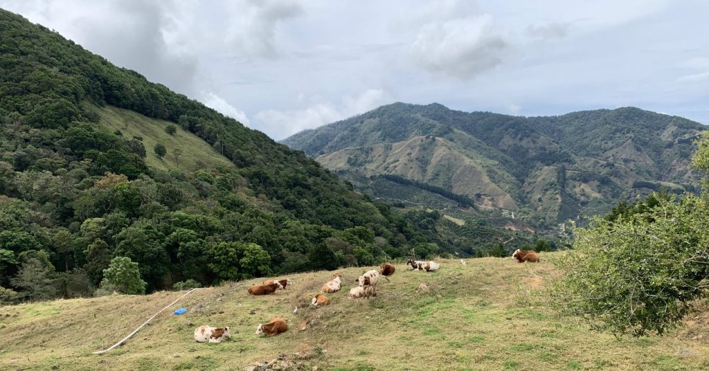 farm animals in Costa Rica