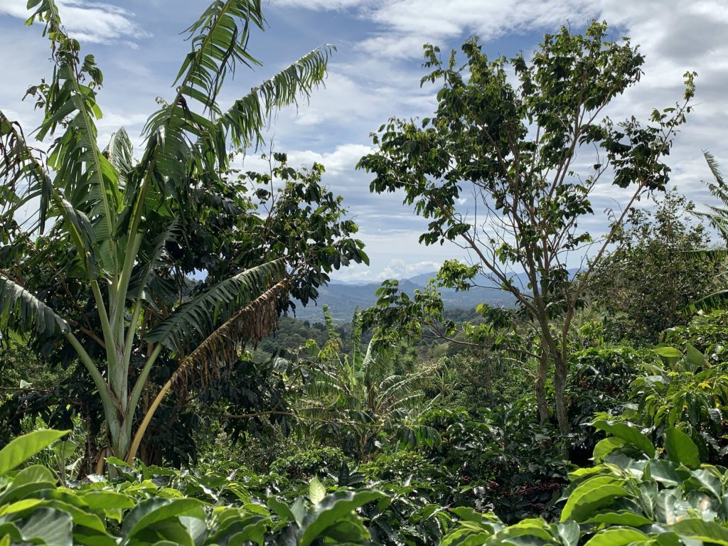 Costa Rica specialty coffee farm