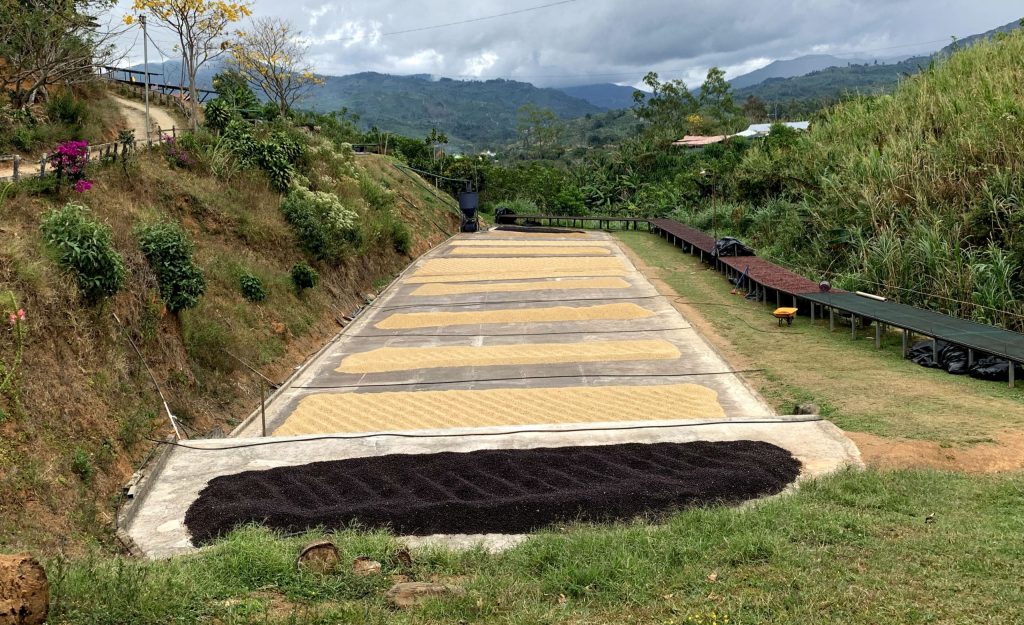 Washed coffee drying on the patio at La Candelilla Estate