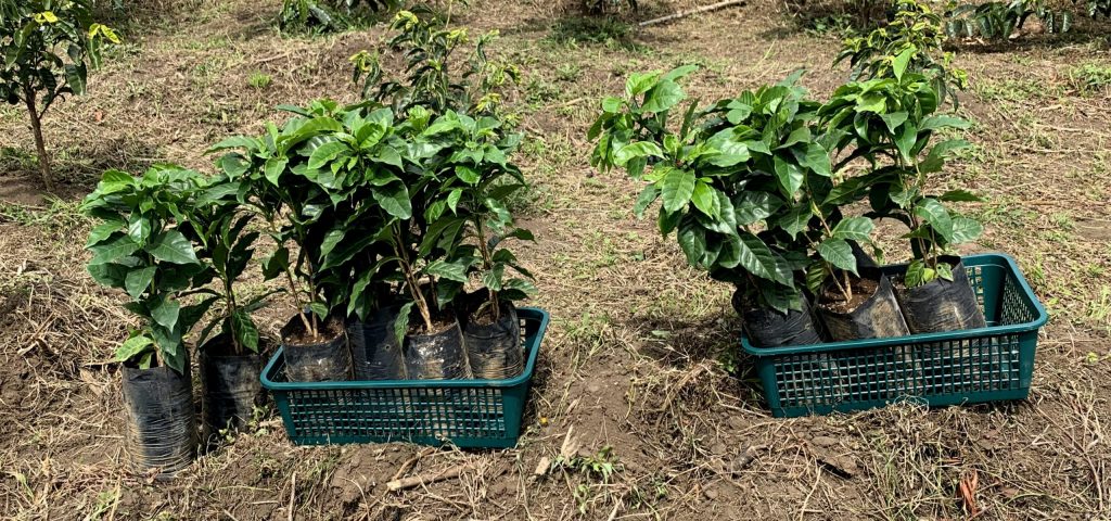 Specialty coffee trees in Costa Rica