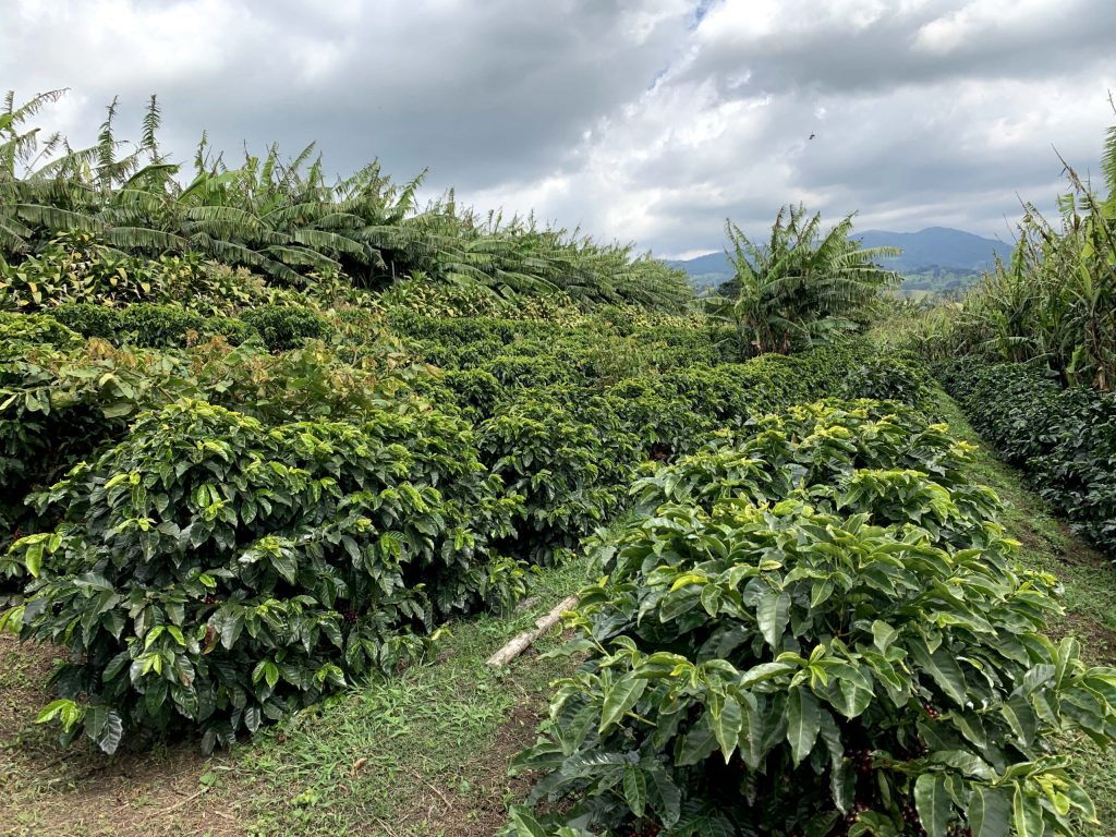 Las Lajas specialty coffee farm Villa Sarchi