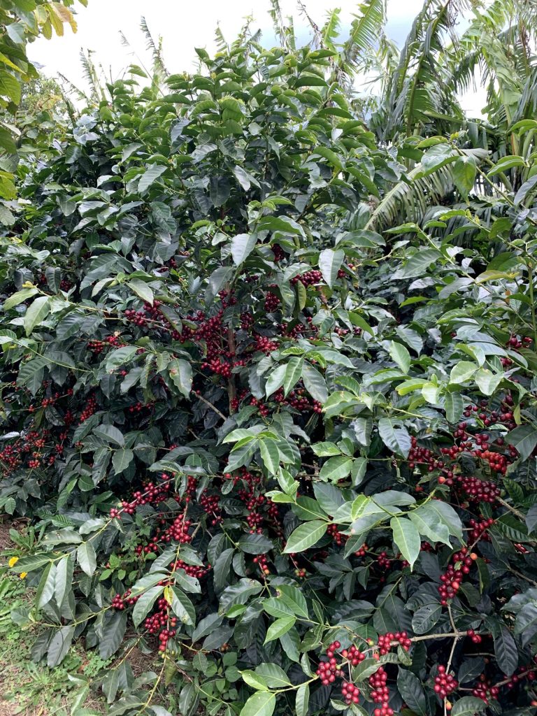 SL28 Coffee Cherries at Las Lajas in Costa Rica