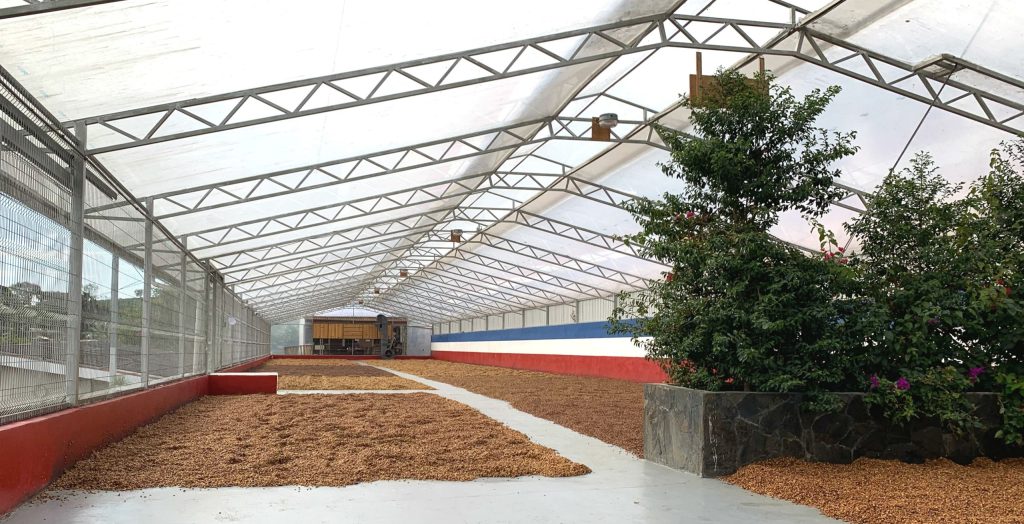 Specialty coffee drying at Las Lajas in Costa Rica