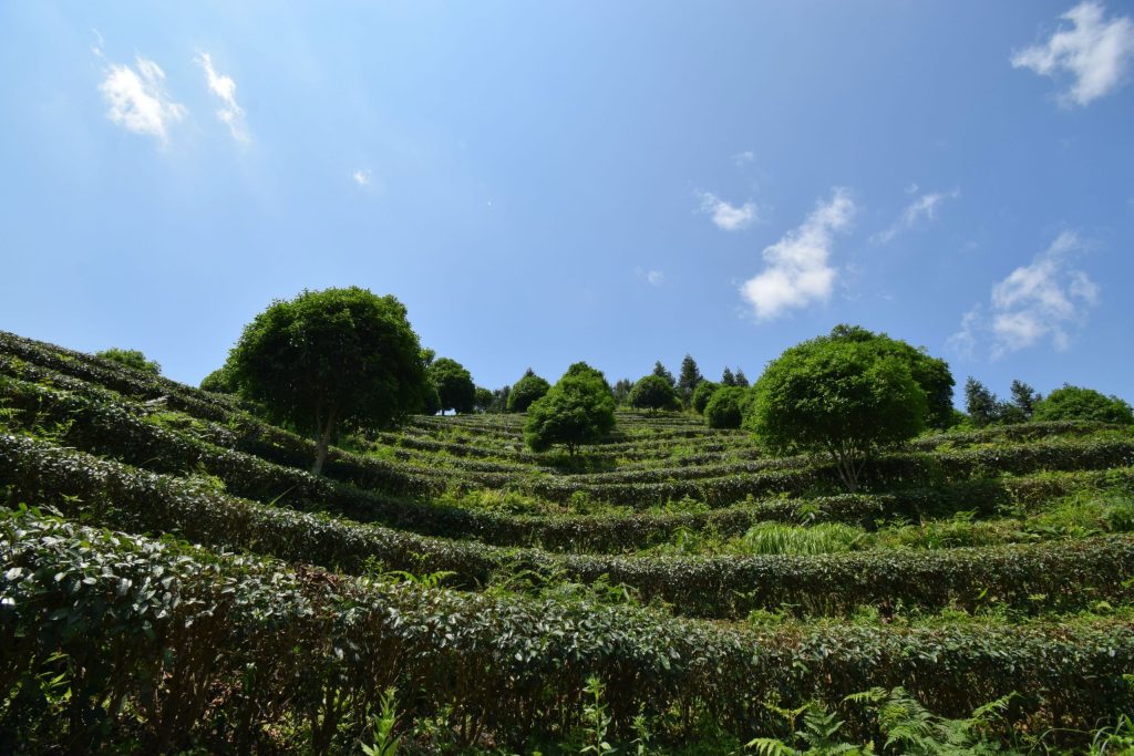 the Anhui Tea Garden
