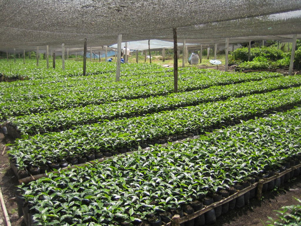 specialty coffee in Colombia