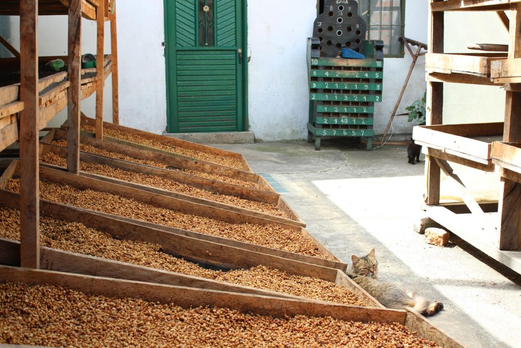 specialty coffee processing in Colombia
