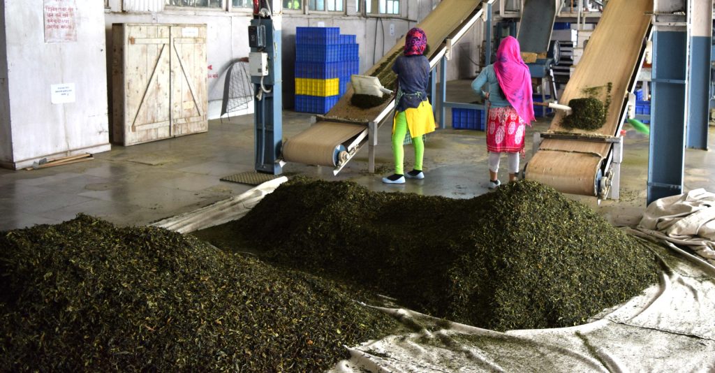 Darjeeling tea production